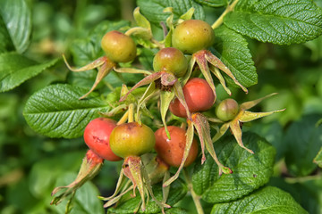 dogrose on the top of the bush