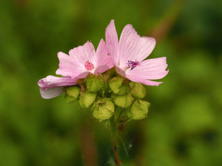 Pink prairie mallow (Sidalcea) flowers and seed pods