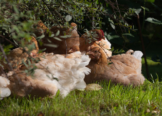 Pale yellow mini chickens on a walk in the garden.