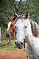 Fototapeta na wymiar White and brown horses in a field, Brazil 2