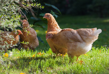 Pale yellow mini chickens on a walk in the garden.