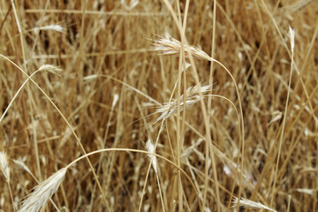 Close up of wheat, with a depth of field 