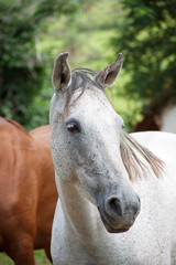 Fototapeta na wymiar White and brown horses in a field, Brazil 1
