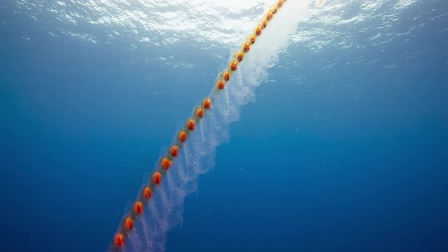 Underwater jellyfish, long chain salp colony.
