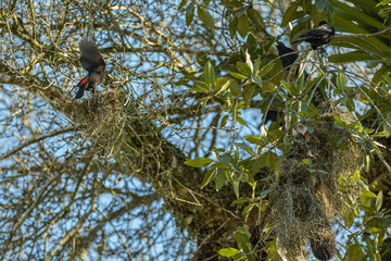 A black bird with a red back nesting