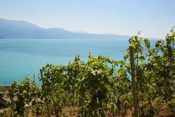 wine terrace lavaux with lake geneva in background