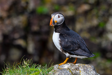 Atlantic Puffin Standing on Cliff's Rock  against Dark Cliff Background, Portrait
