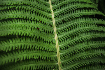 Green fern in the garden