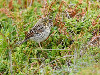 Juvenile Song Sparrow in Summer 