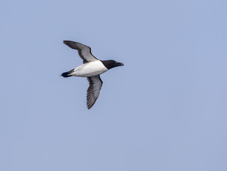 Razorbill in Flight against Blue Sky
