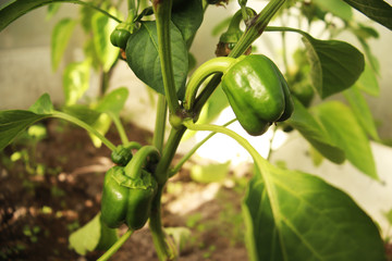  Growing peppers in a greenhouse