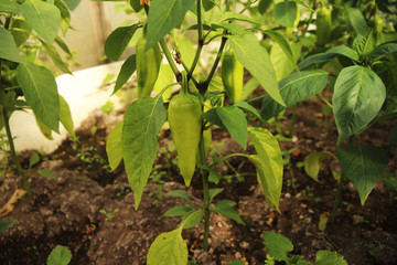  Growing peppers in a greenhouse