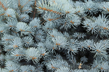  Blue branches of spruce in the forest