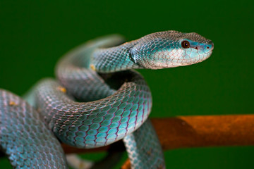blue insularis pit viper. venomus snake