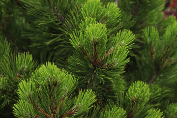 Green branches of spruce in the forest