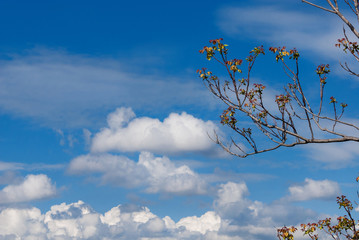 Ailanthus spring sprouts against blue sky with clouds. A very invasive species native to China