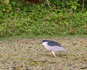 Bird with red eyes and big feet walking on aquatic plants
