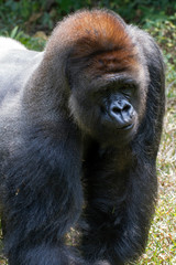 Gorrila in the zoo