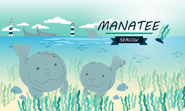 Manatee : Seacow