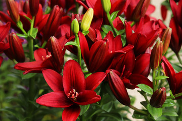 Red flowers in the garden