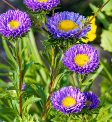 (Callistephus chinensis) Aster de Chine ou Reine-Marguerite 