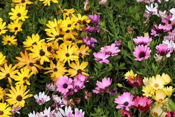  Yellow and pink  flowers in the garden