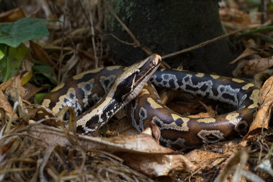Sumatran Red Blood Python (Python curtis curtis)