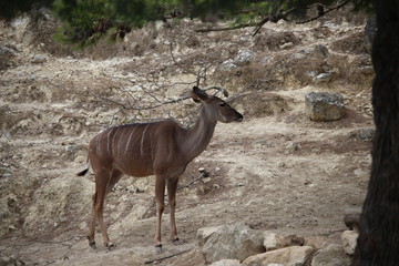 antilope