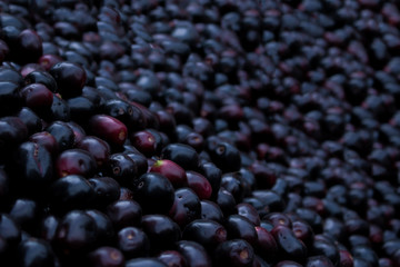 Java plum