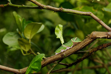 The lime butterfly worm (Papilio demoleus malayanus Wallace) on branch of lime tree