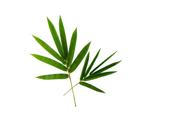 bamboo leaves isolated on white background
