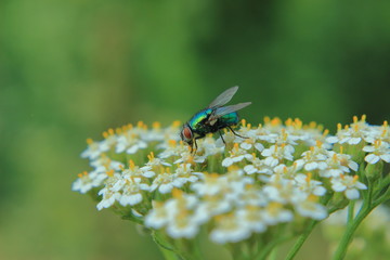 fly on flower