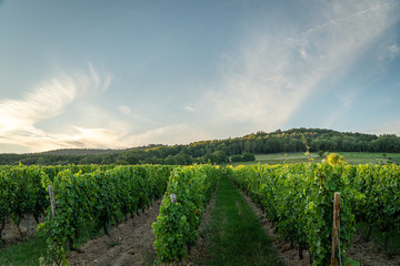Fototapeta na wymiar German vineyards in Rheingau. Oestrich Winkel, Hessen.