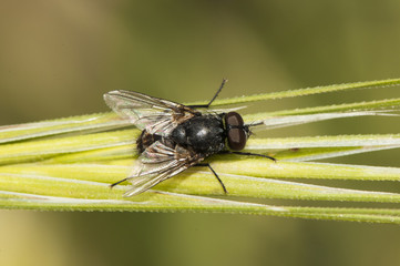 Fly perched on a green spike near a stream