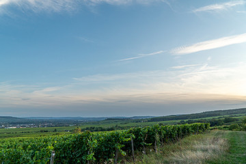 German vineyards in Rheingau. Oestrich Winkel, Hessen.