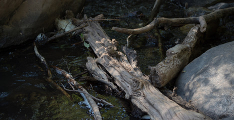 Drift would piling up on a mountains river bank on a summer evening