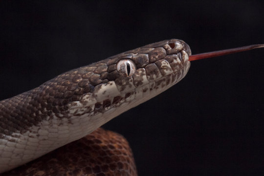 white-eyed python (Liasis mackloti savuensis) is a python species found in Indonesia, East Timor, Papua New Guinea, and coastal northern Australia