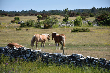 Brown horses in a grassland
