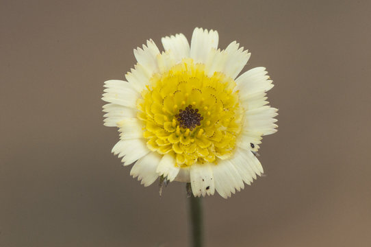 Tolpis cf barbata European umbrella milkwort lovely yellow flower with the darkest center