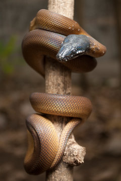 Gold Albertisi/white lipped python (Leiopython albertisi) wrapped around a branch