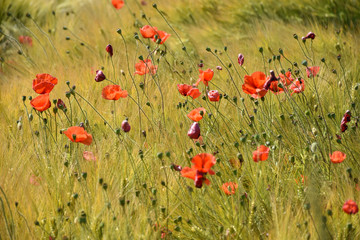 Blossom red poppies in a grain field