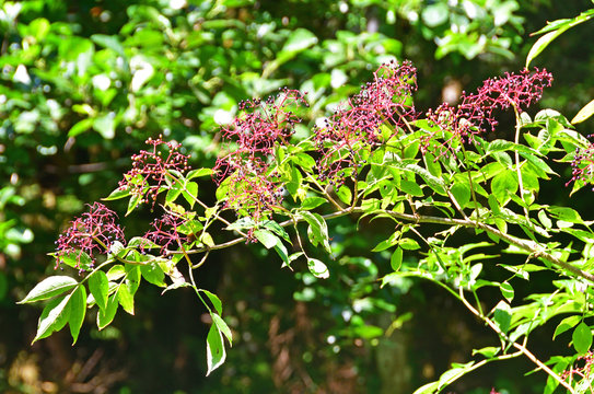 Berry berries elder holunderbeere holunderbeeren in mountains of Abkhazia