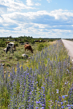 Grazing cattle by a roadside with blossom blueweed flowers