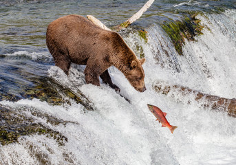 Grizzly bear eyes salmon on the waterfall