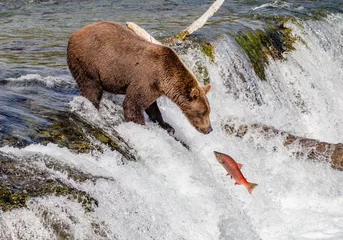 Fotobehang Beer Grizzly bear eyes salmon on the waterfall  © MODpix