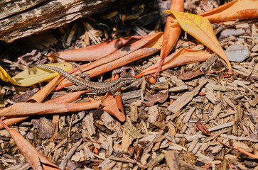 High Angle View Of Lizard On Leaves