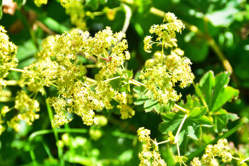 Alchemilla vulgaris L. in the mountains of Abkhazia