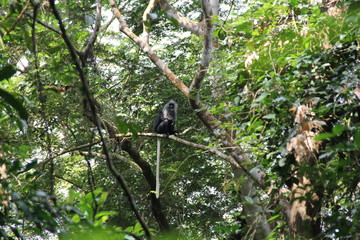 Black colobus monkey at Tiwai Island, Sierra Leone