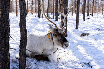 Reindeer with magnificent antlers in a winter forest. Khuvsgul, Mongolia.