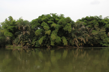 River and jungle, Tiwai Island, Sierra Leone